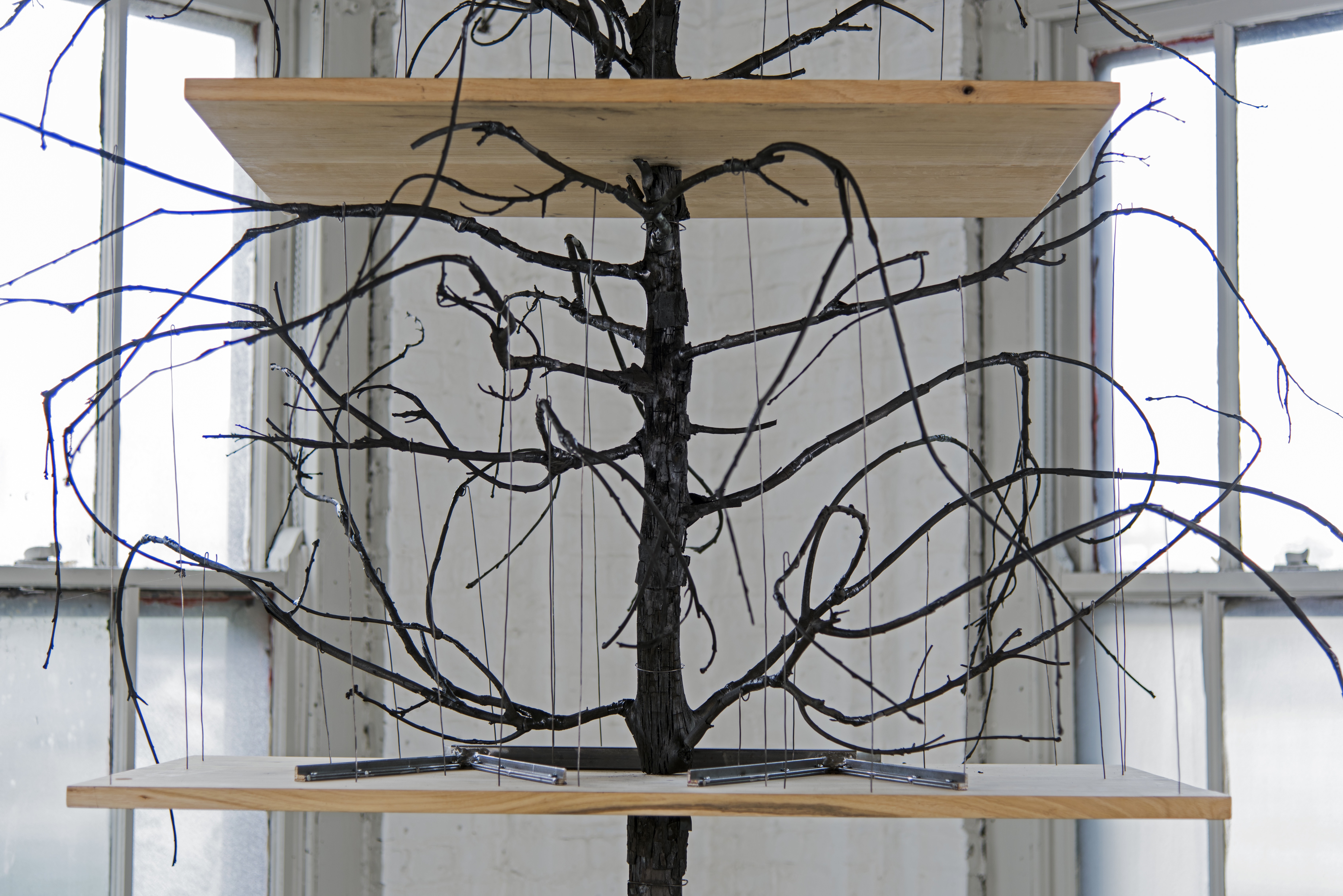 Witness Tree ศิลปินในงาน Thailand Biennale